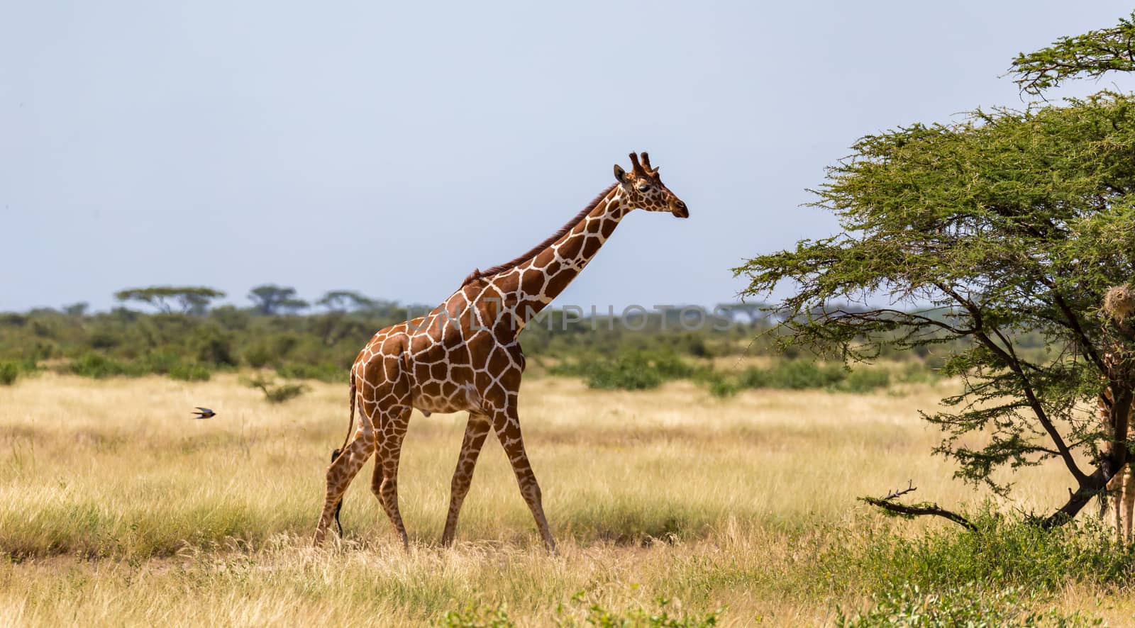 Giraffe walk through the savannah between the plants by 25ehaag6