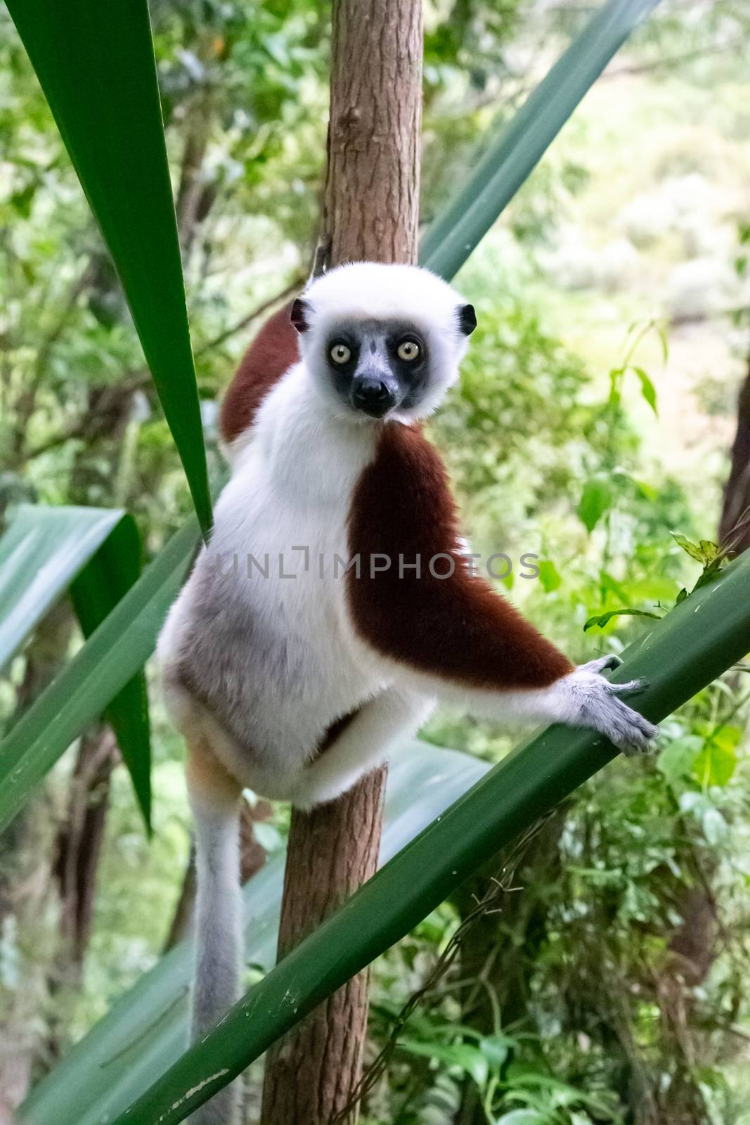 One portrait of a Sifaka lemur in the rainforest