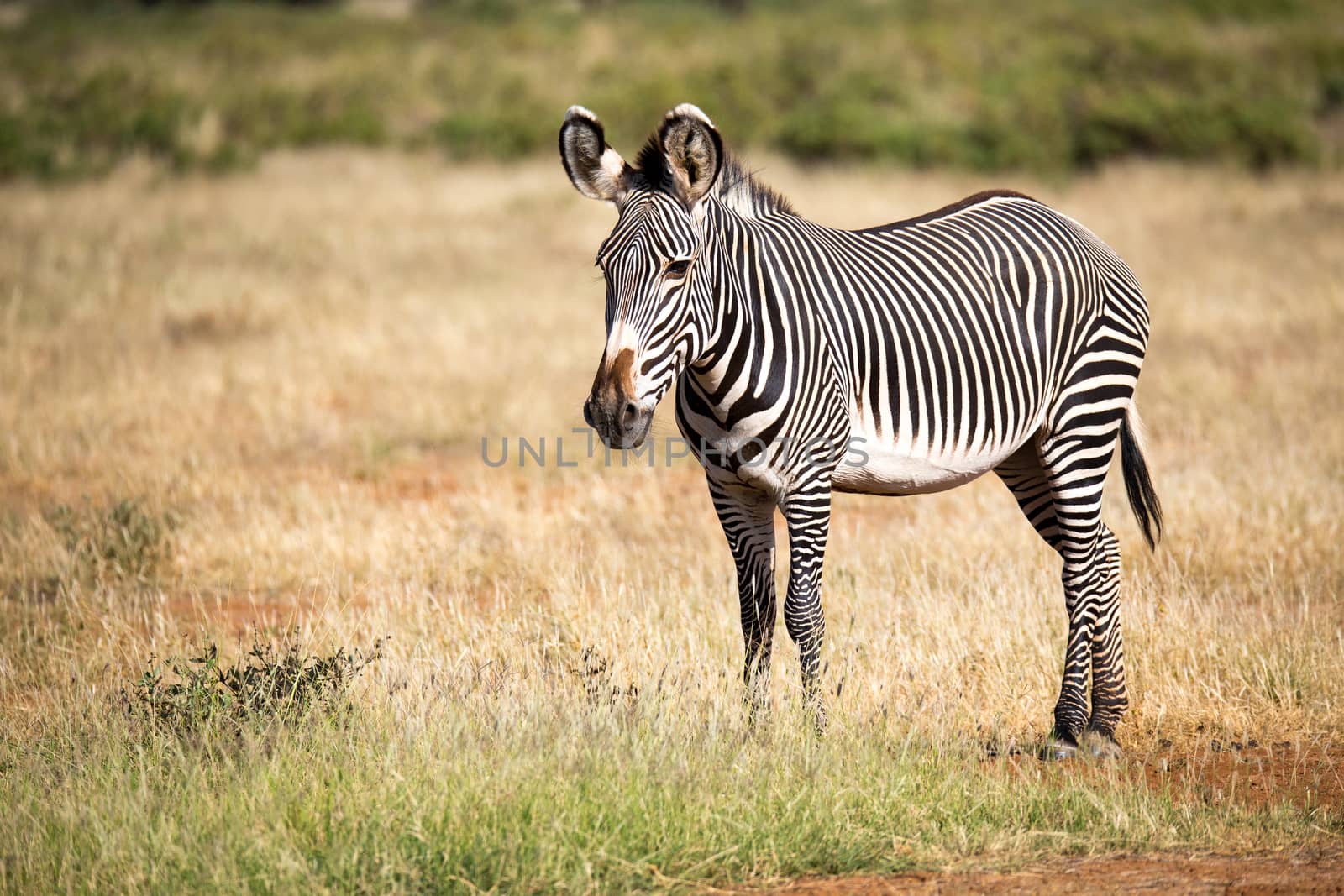 A grevy zebra in Samburu is standing in the grassland in the savannah