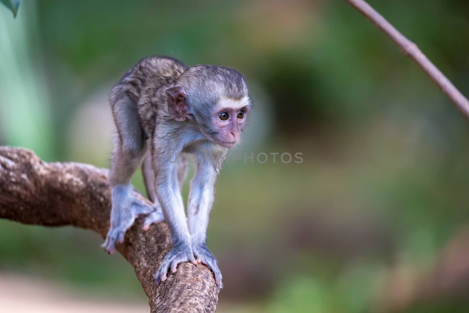 One little monkey walks along a branch