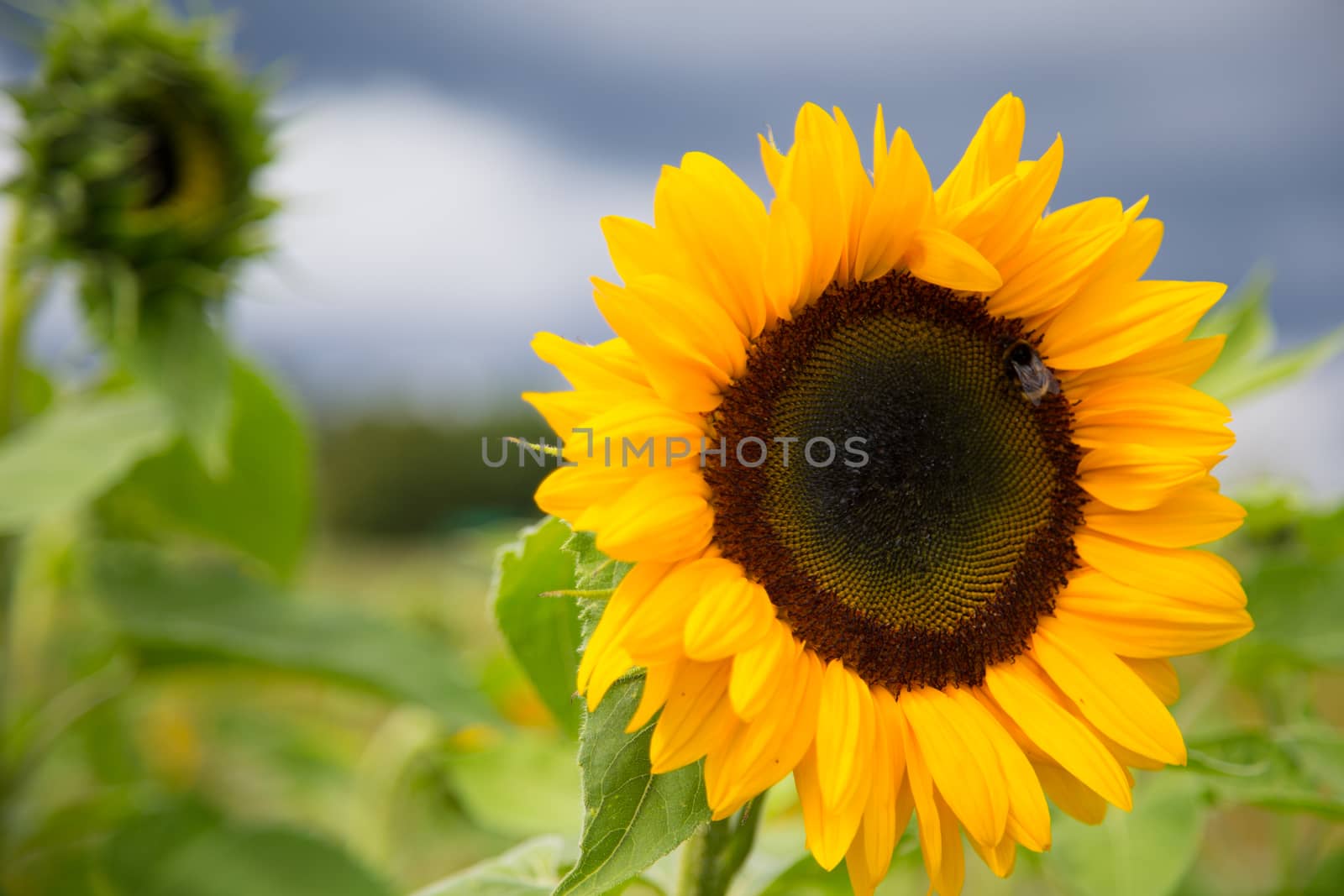 beatuful sunflowers on the field