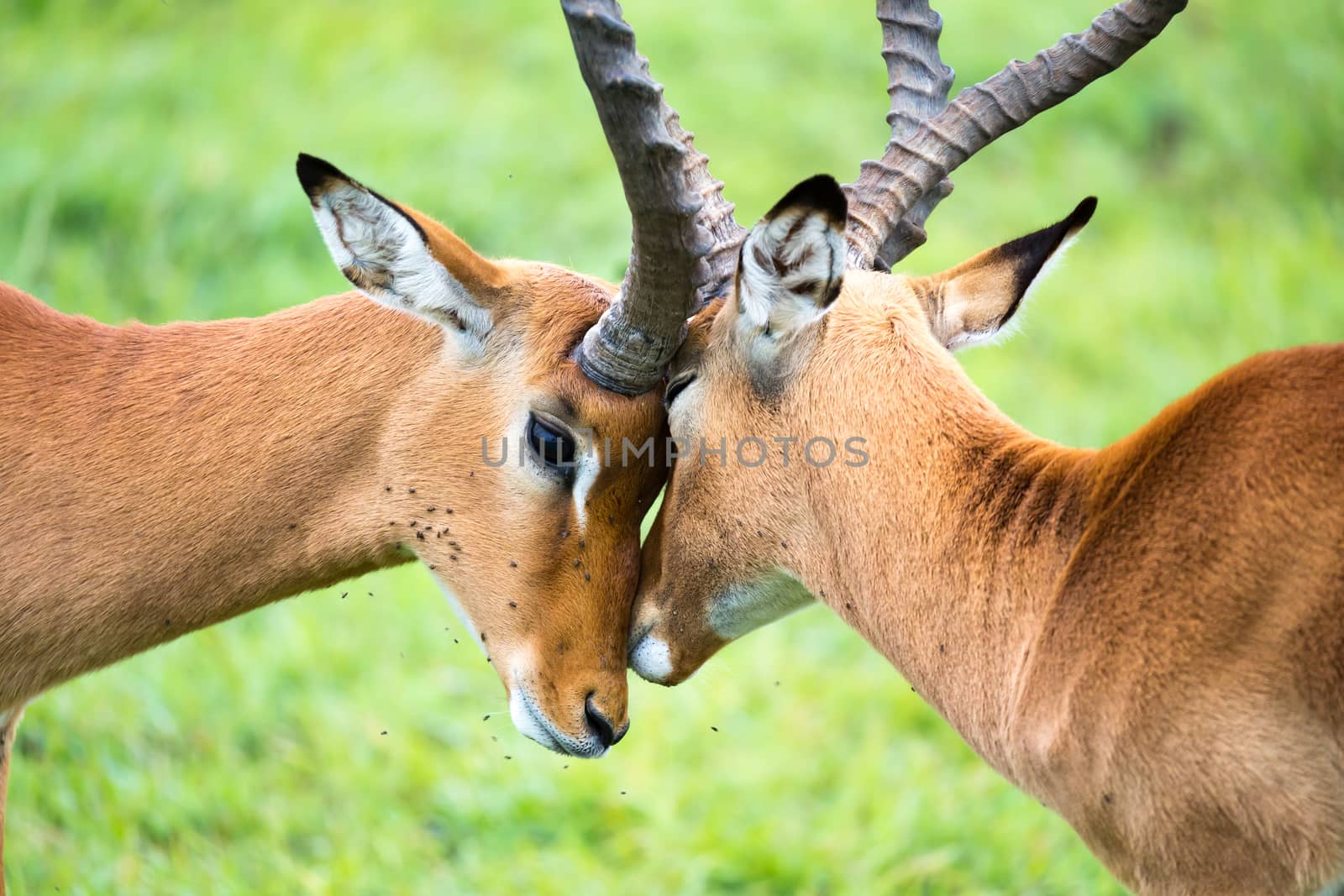 An Impala family on a grass landscape in the Kenyan savannah