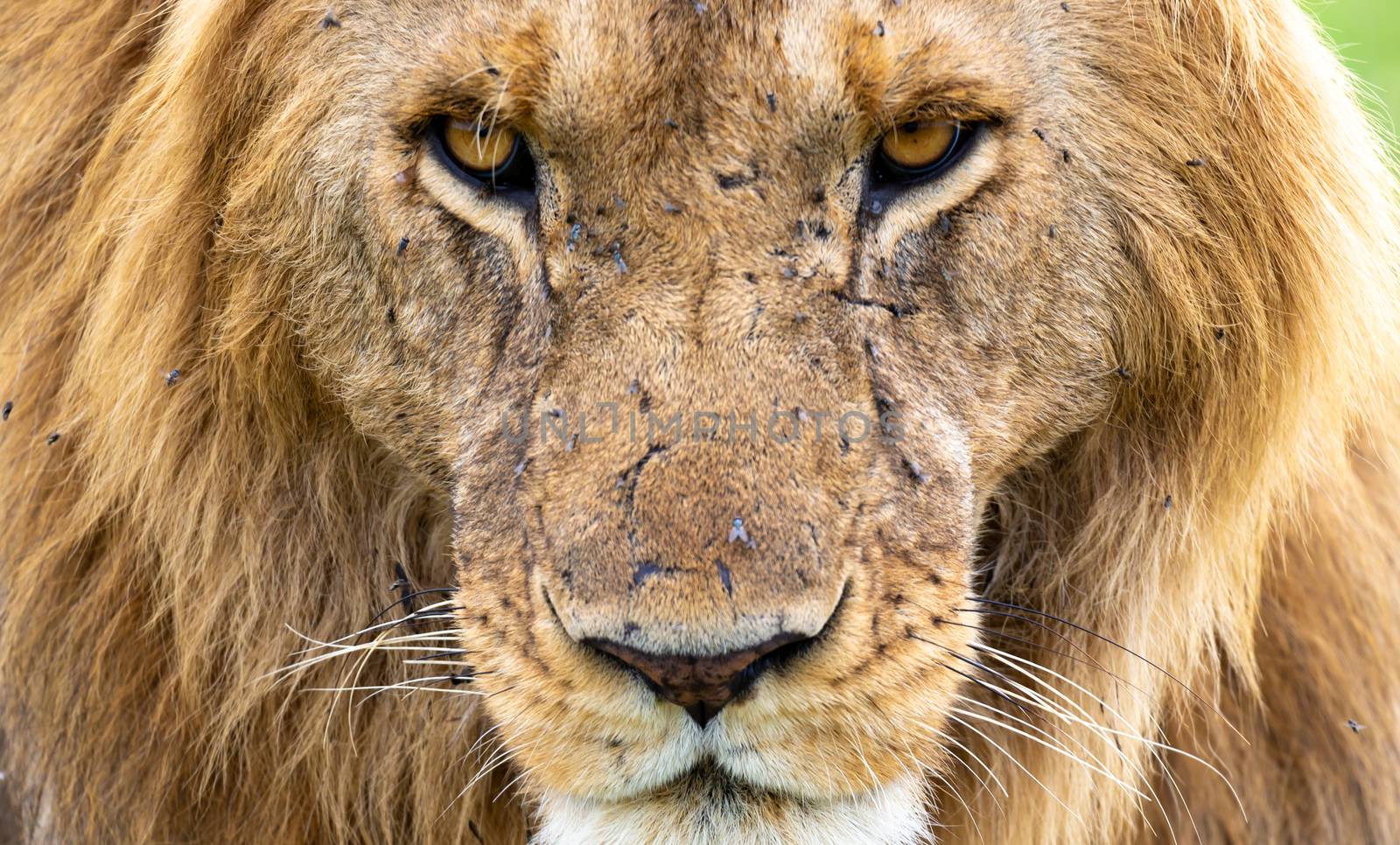 A face of a big lion in closeup