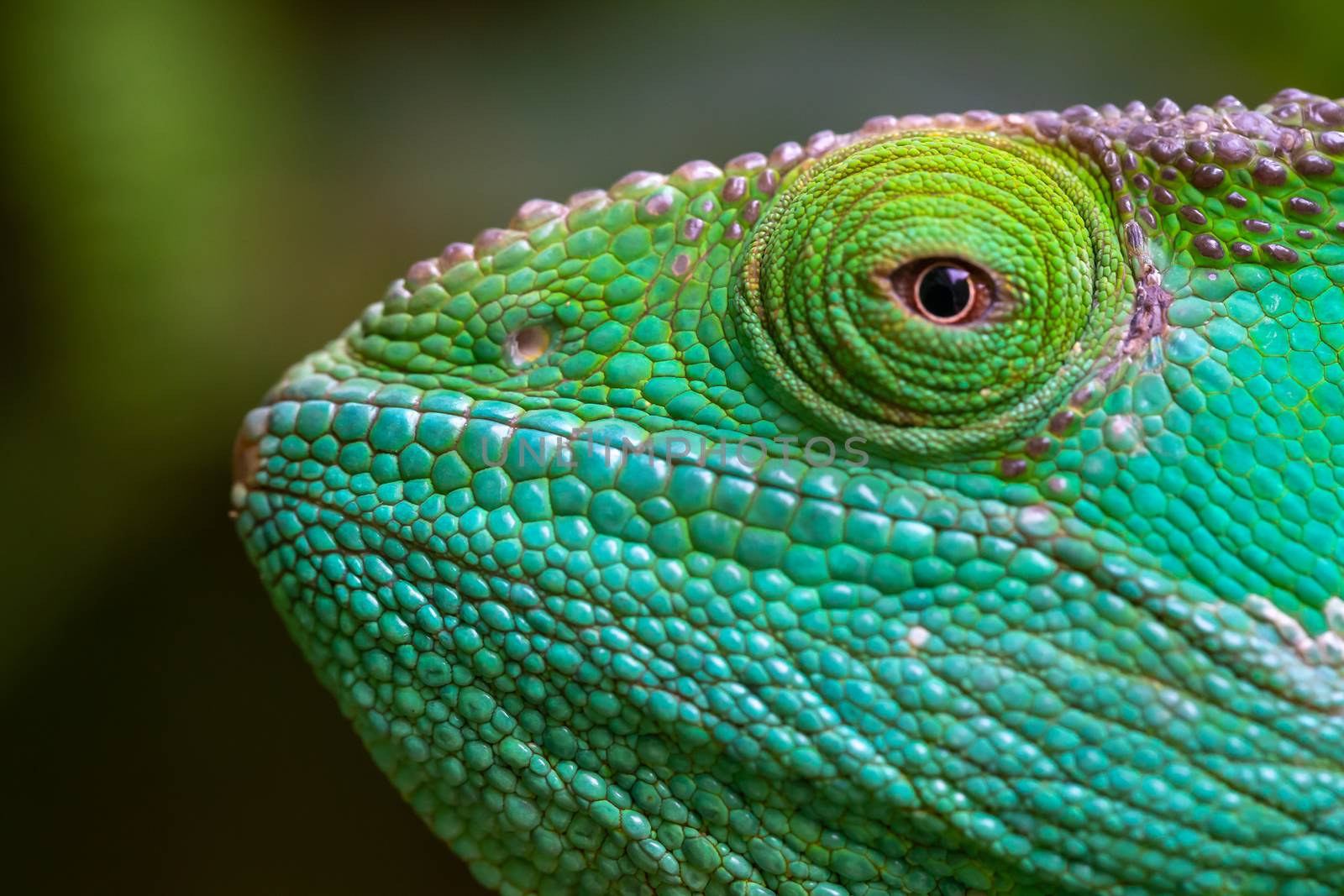 A Close-up, macro shot of a green chameleon