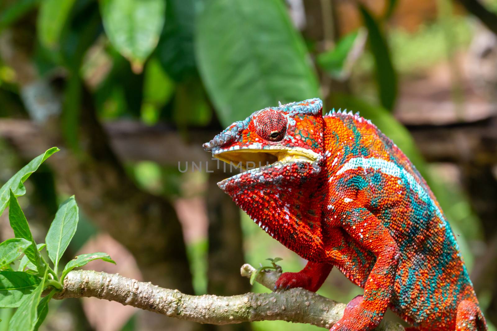 One Colorful chameleon on a branch in a national park on the island of Madagascar