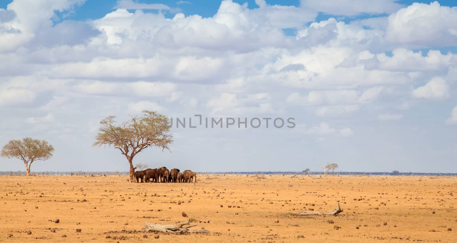 A lot of elephants standing under a big tree, on safari in Kenya