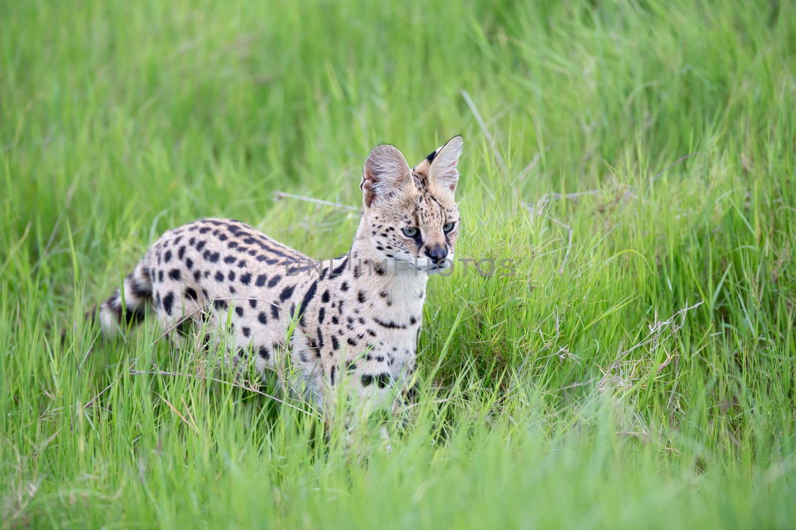 Serval cat in the grassland of the savannah in Kenya by 25ehaag6