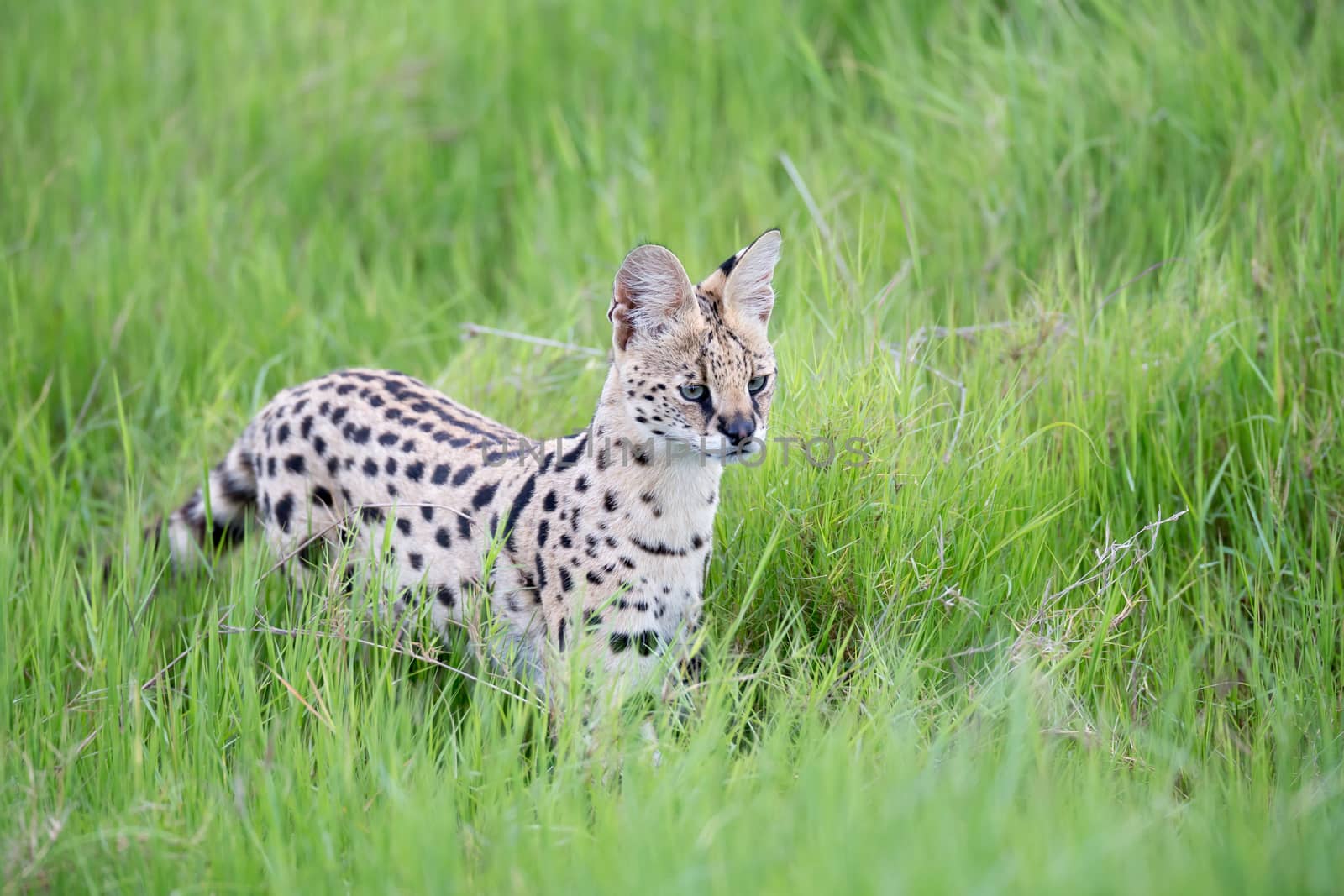 A serval cat in the grassland of the savannah in Kenya