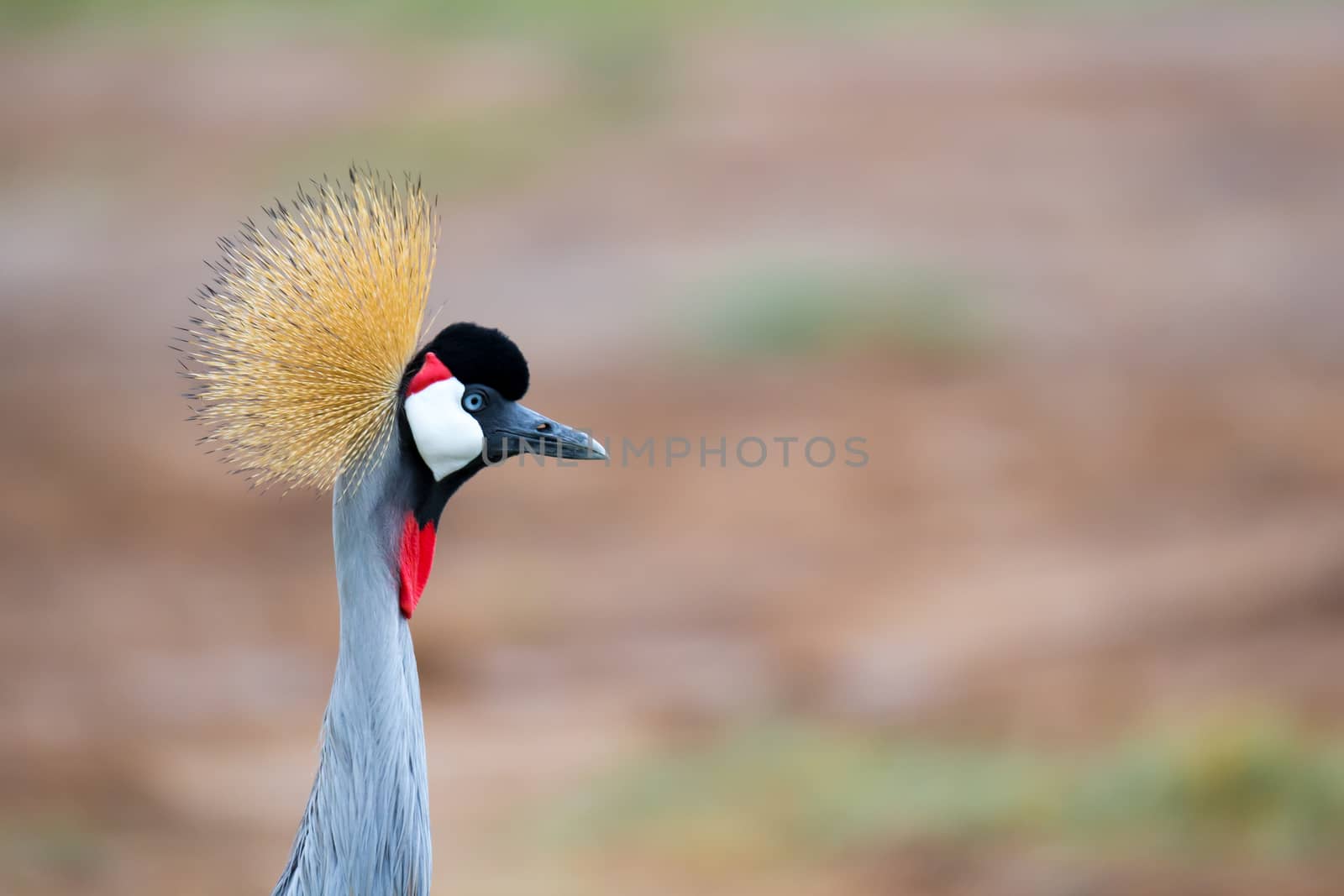 Colorful bird in the savannah of Kenya by 25ehaag6
