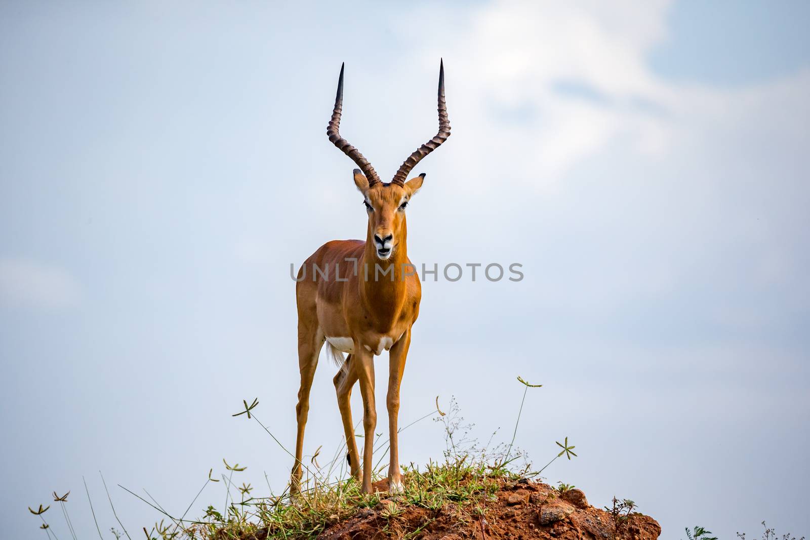 One beautiful antelope with big horns is standing on a hill