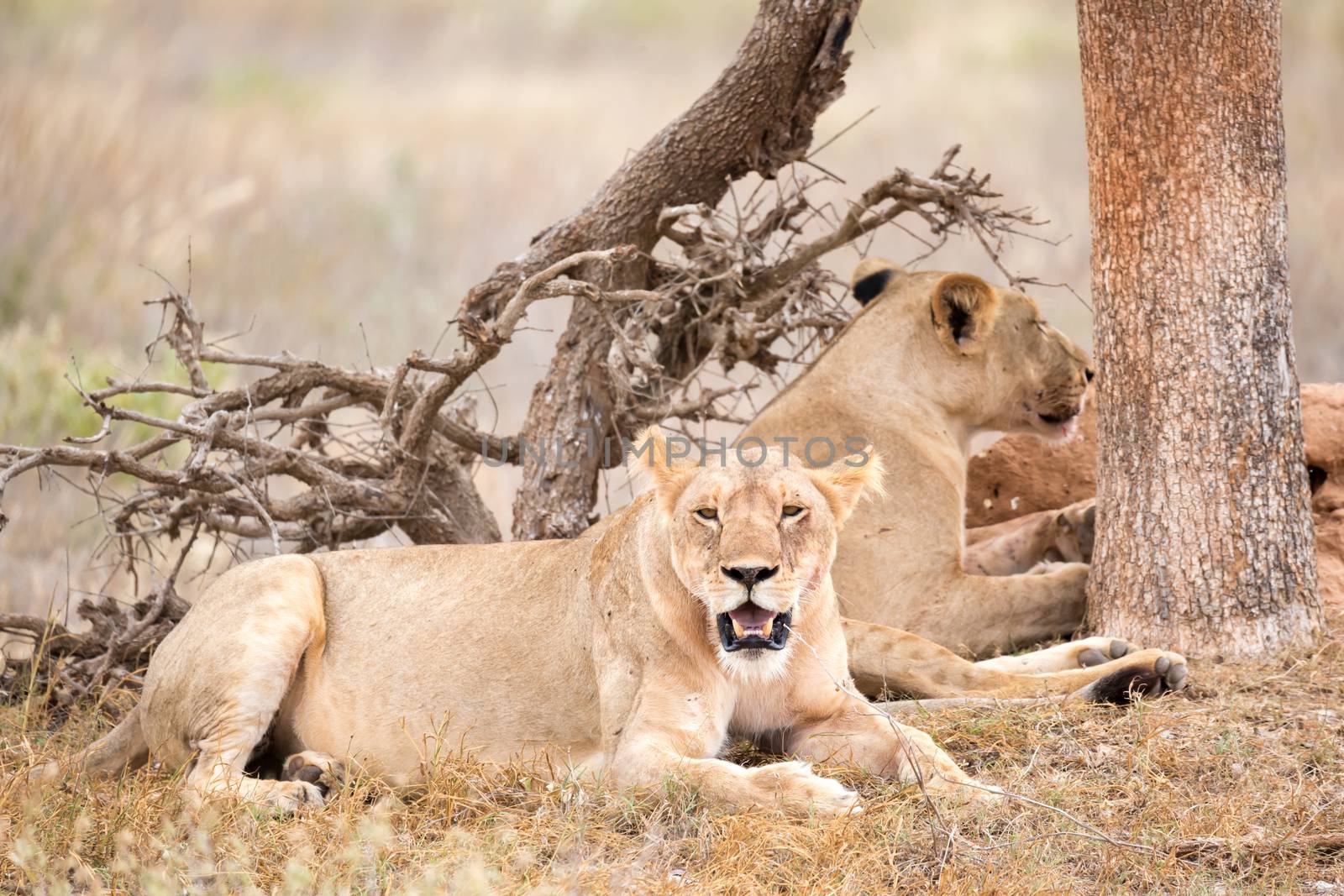 Two lions rest in the shade of a tree by 25ehaag6