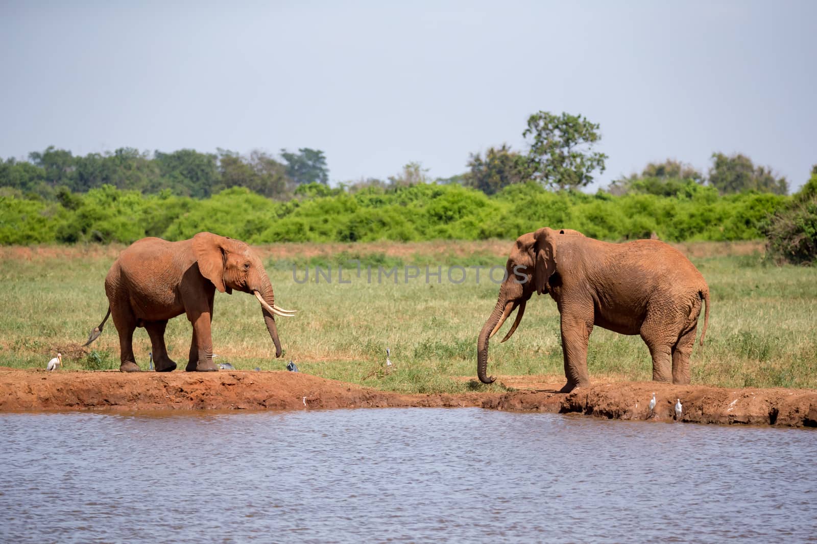 Waterhole in the savannah with some red elephants