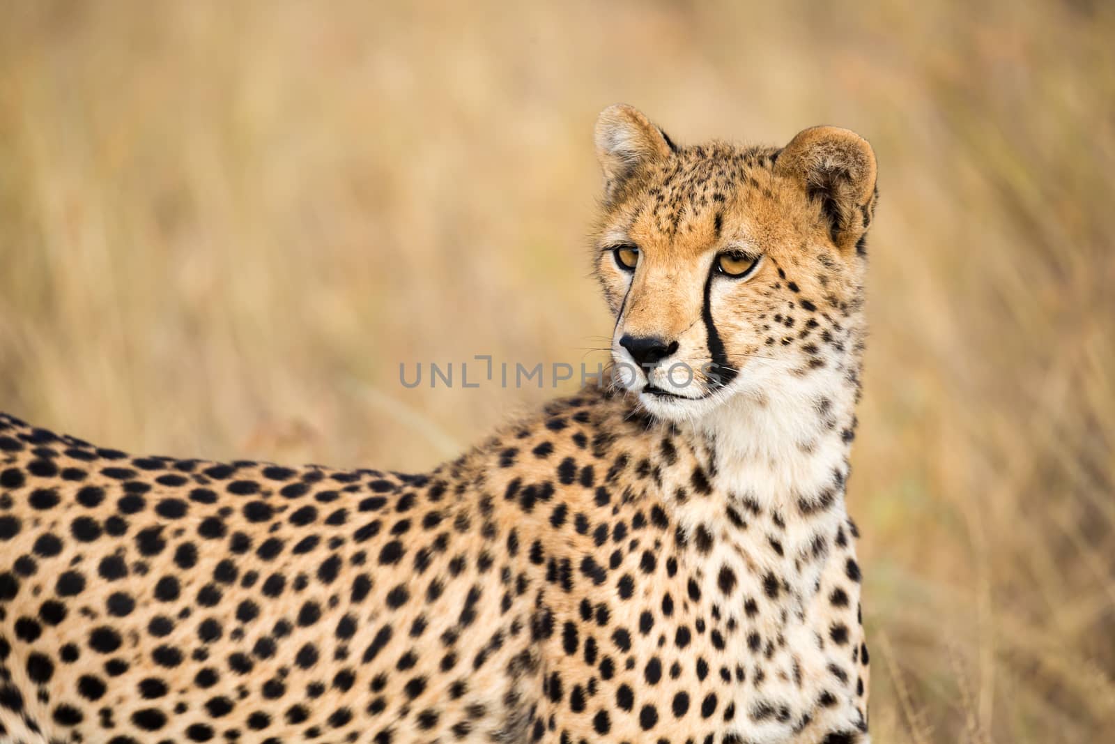 One portrait of a cheetah in the grass landscape