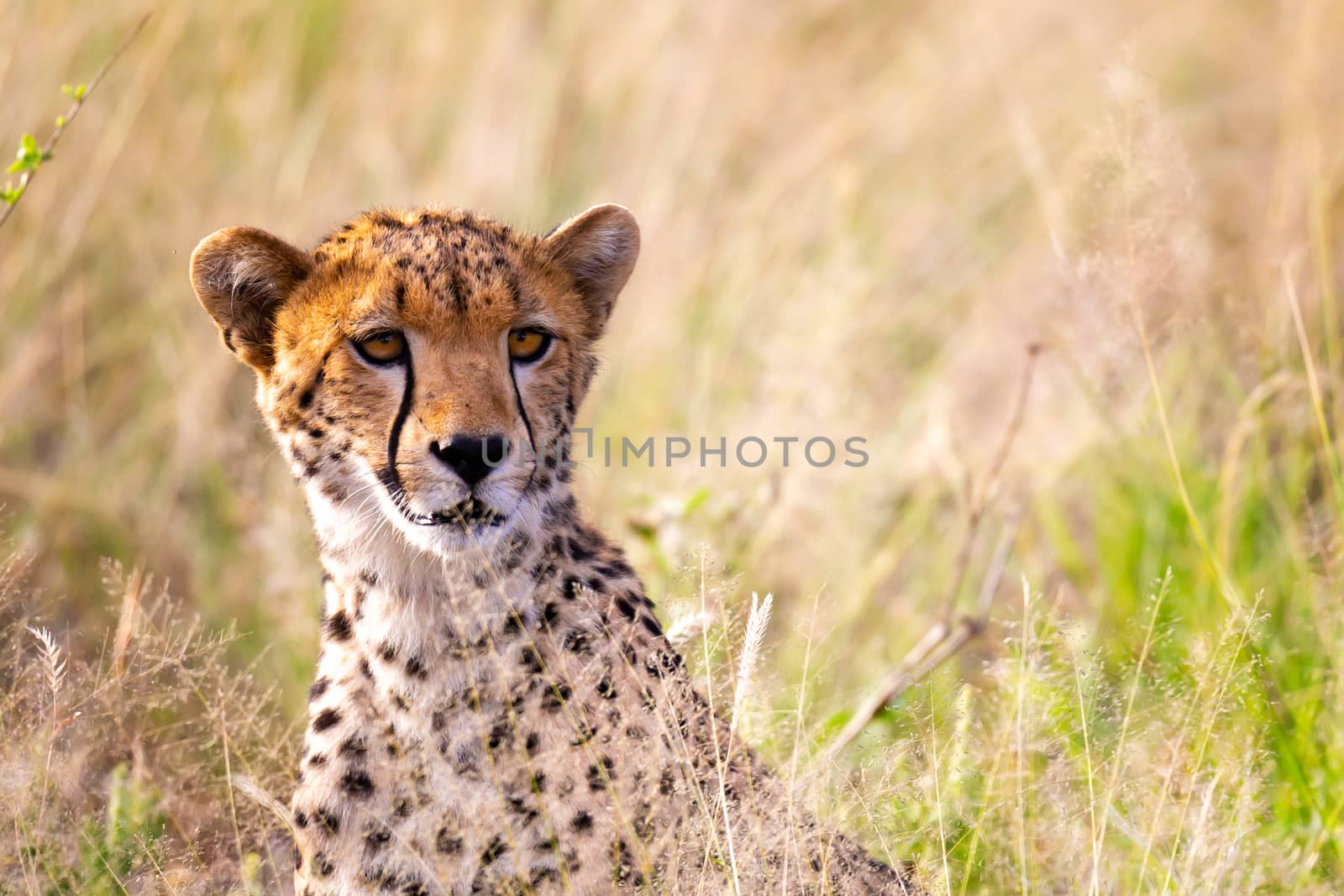 One portrait of a cheetah in the grass landscape