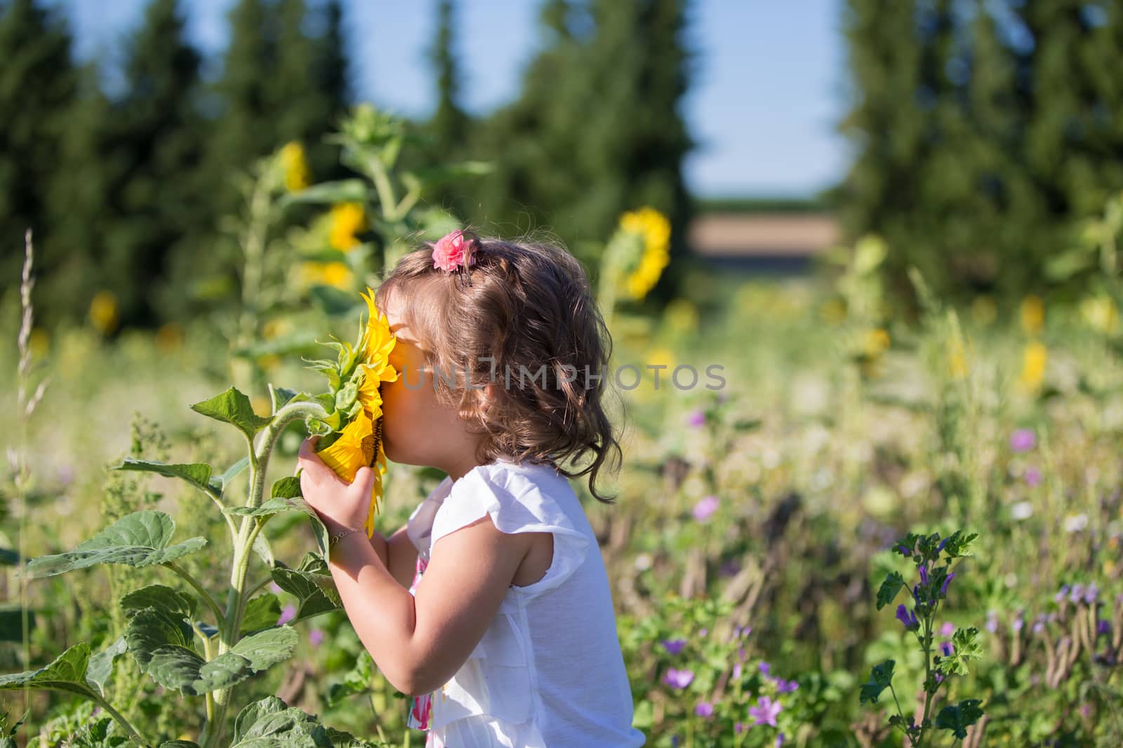 One little girl in a field of sunflowers