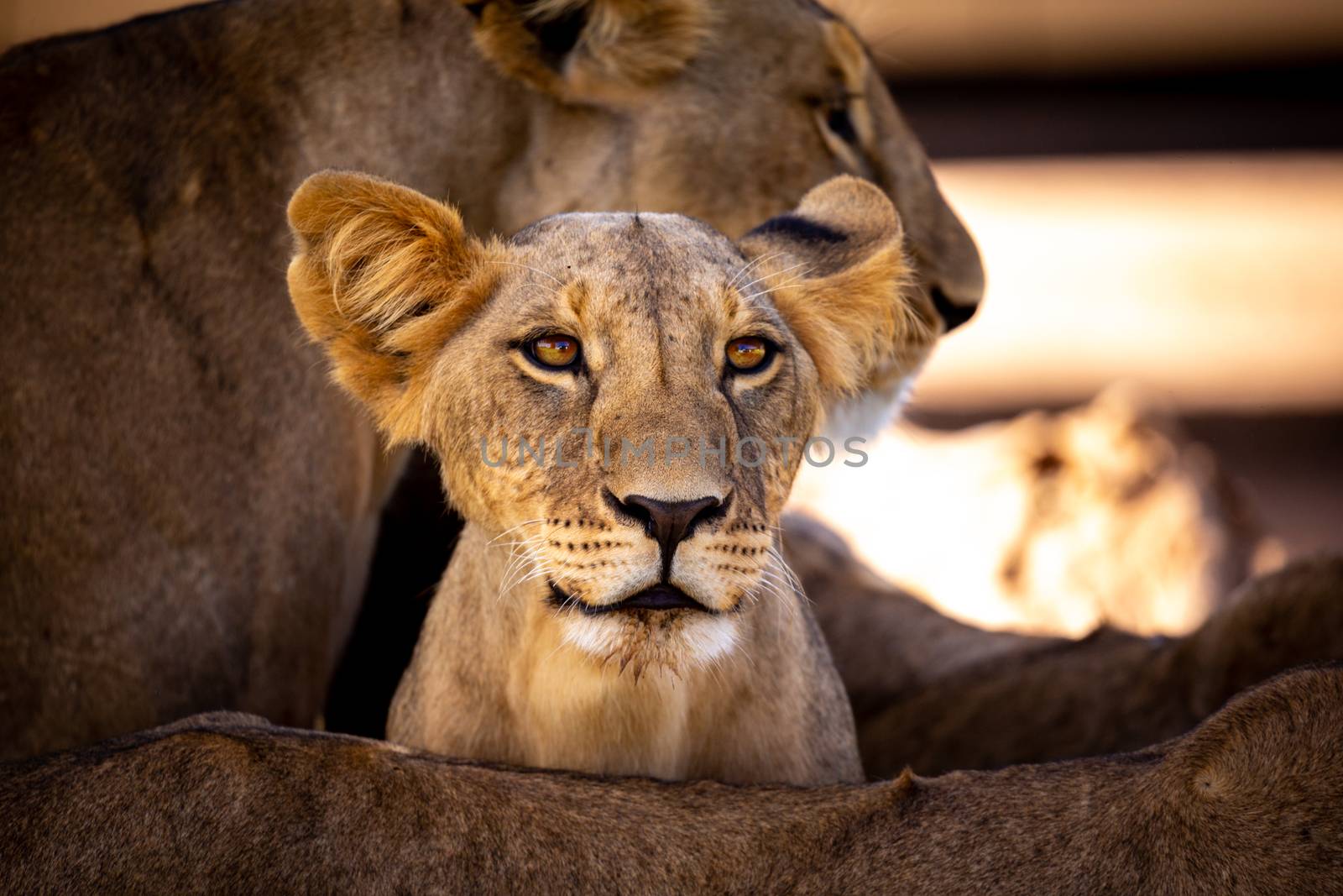 A small lion between his mothers legs is watching by 25ehaag6