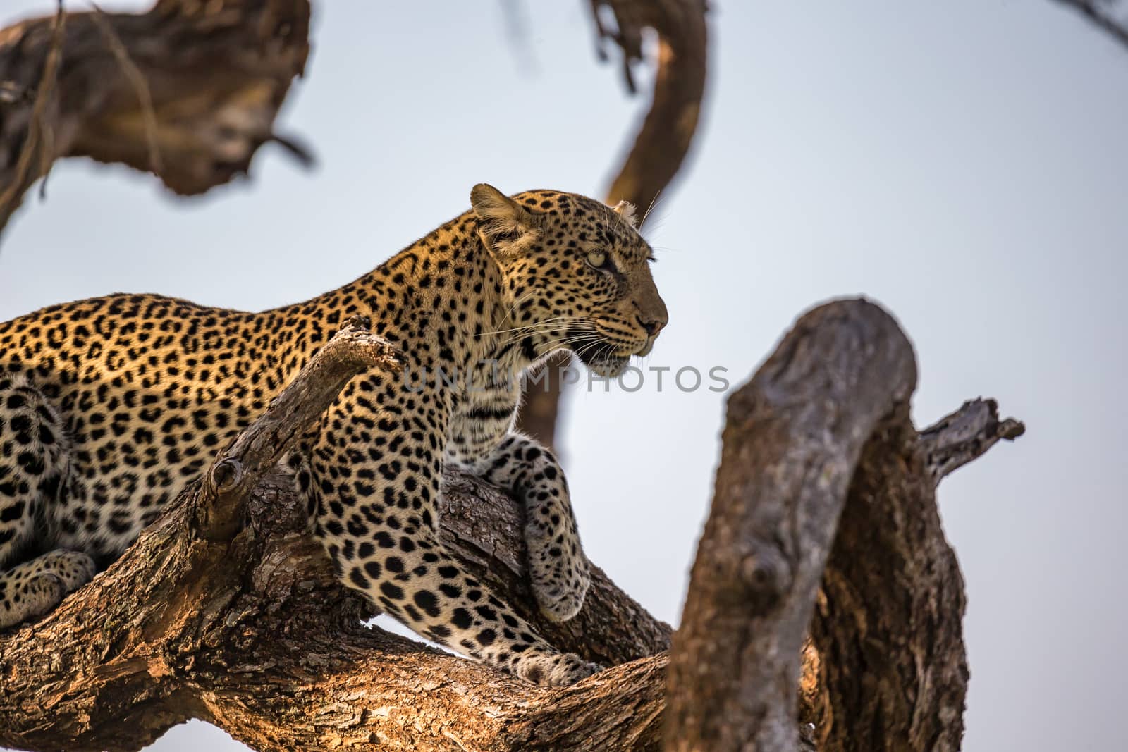 One leopard rests on the branch of a tree