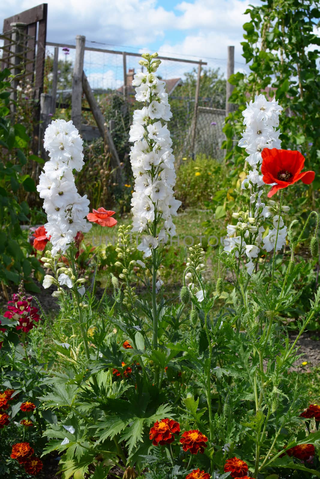 White delphinium flowers grow alongside poppies and marigolds in a summertime flower garden