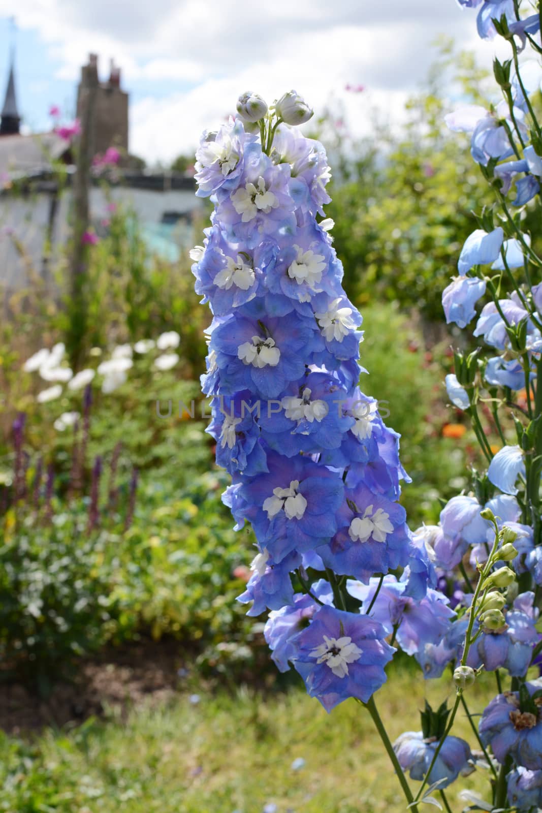 Light blue delphinium flowers against the background of a rural flower garden
