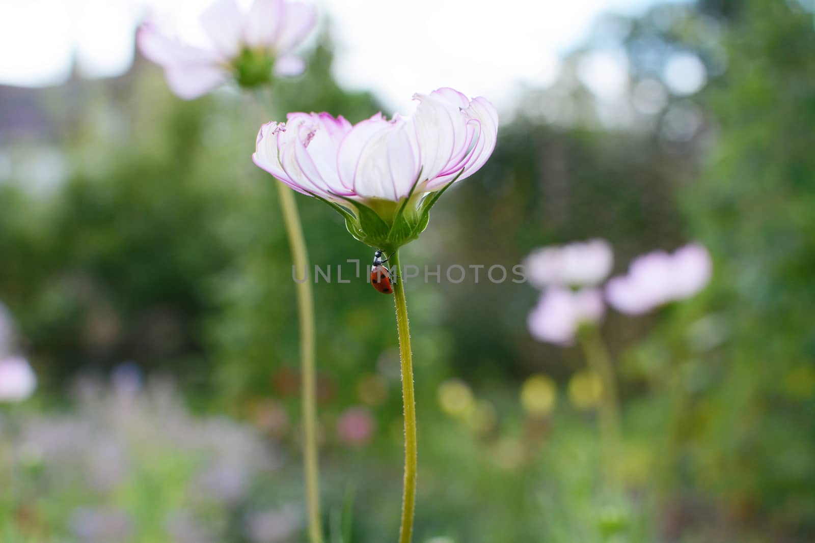 Harlequin ladybird climbs the narrow stem of a Cosmos Peppermint Rock flower with white and pink petals