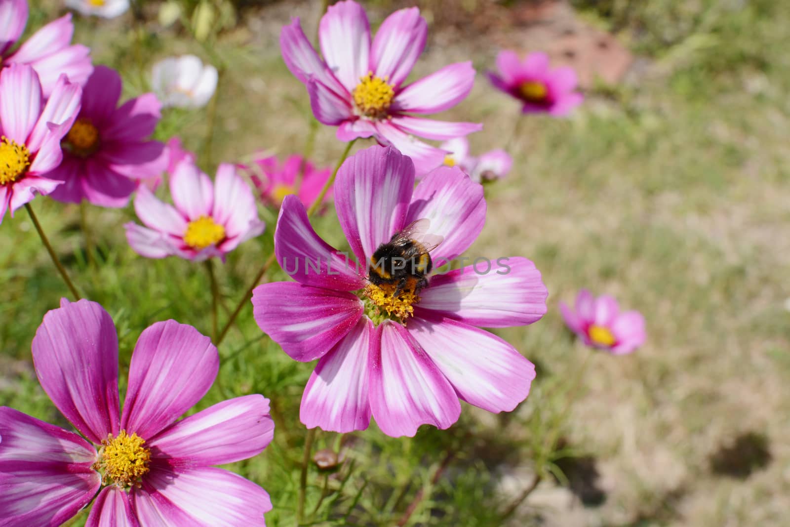 Bumble bee feeding from pink and white Cosmos flower by sarahdoow