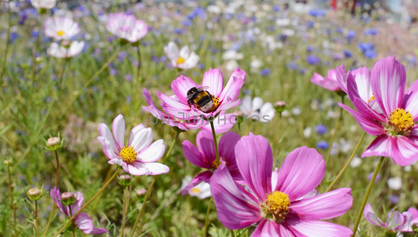 Bumble bee taking nectar from Cosmos flowers by sarahdoow