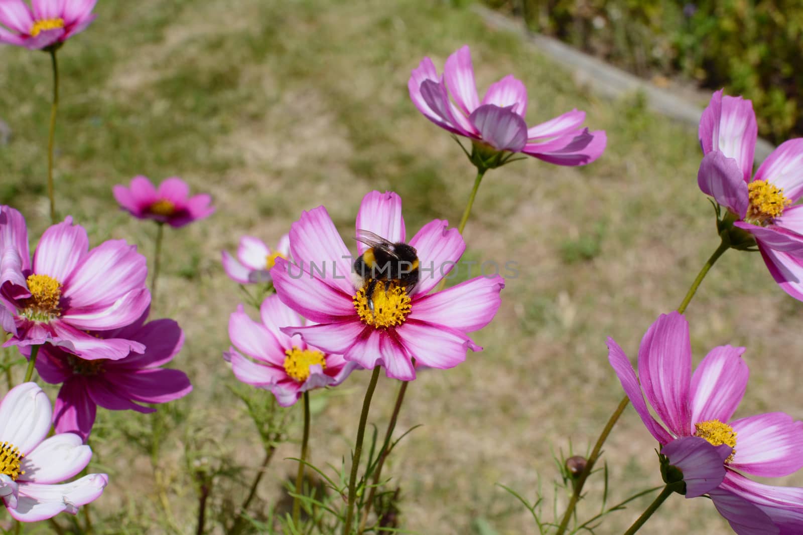 Bumblebee pollinating pink and white Cosmos Peppermint Rock flowers in a rural allotment garden