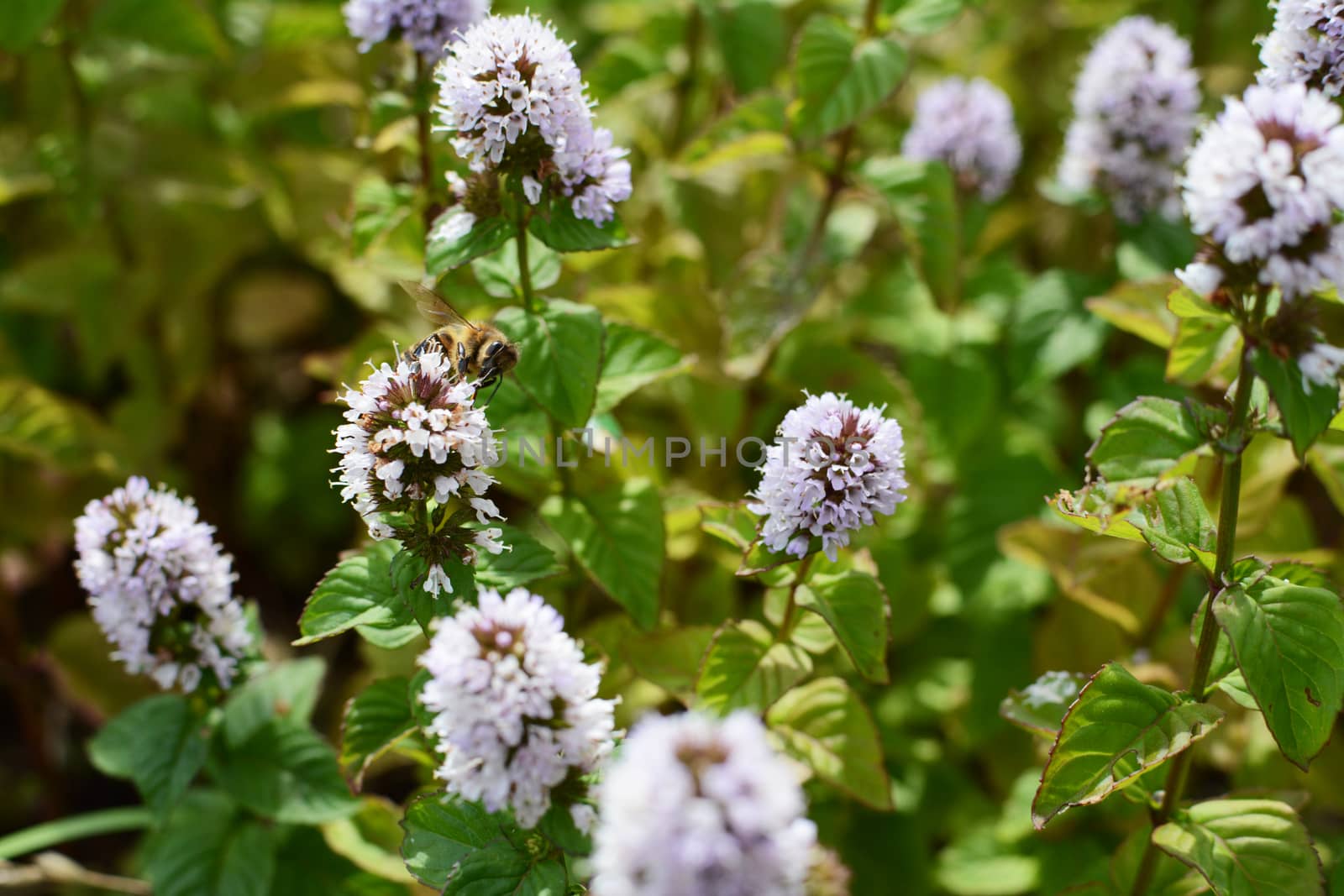 Honeybee pollinator among white flowers of a mint plant  by sarahdoow