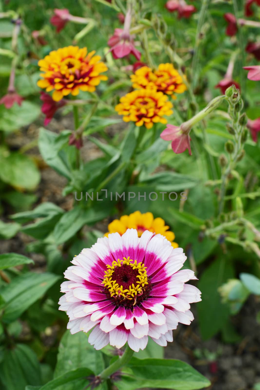 Multi-coloured pink and magenta Zinnia Whirligig flower against background of red and orange blooms