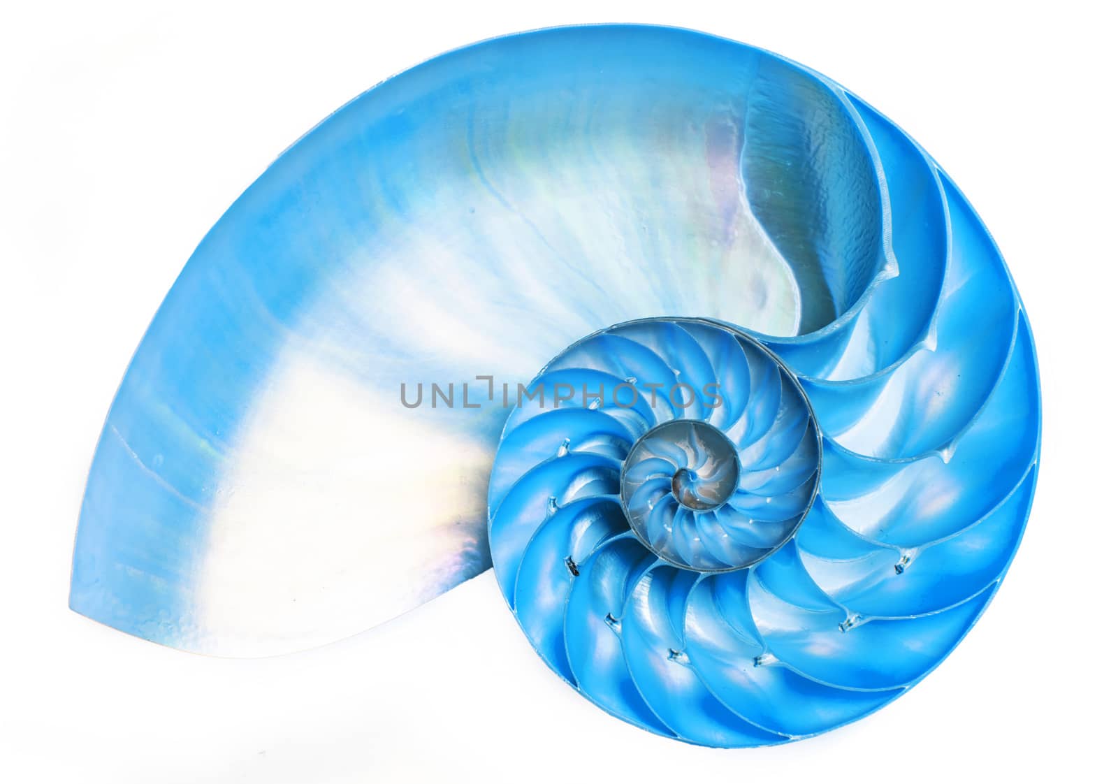 Detailed blue halved shell of a chambered nautilus (Nautilus pompilius) shows beautiful spiral pattern. Isolated on white