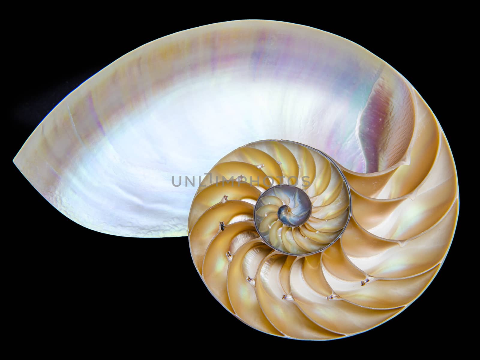 Detailed photo of a halved shell of a chambered nautilus (Nautilus pompilius) shows beautiful spiral pattern. Isolated on black