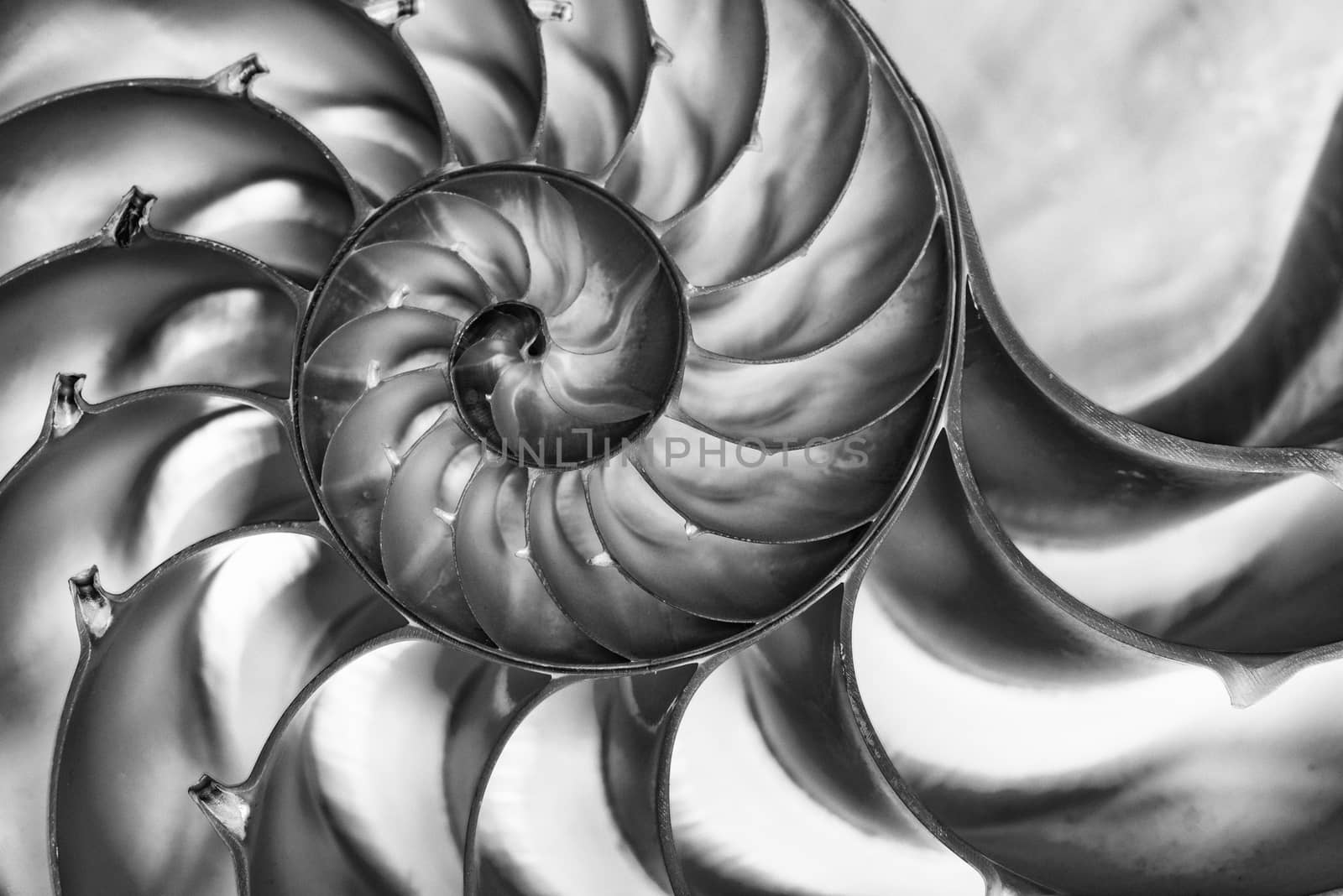 Detail of nautilus spiral shell in black and white by fyletto