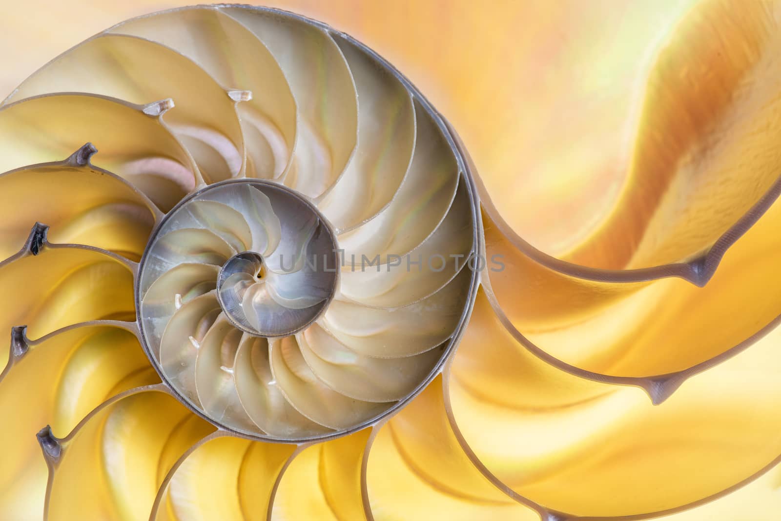 Detailed photo of a halved backlit  shell of a chambered nautilus (Nautilus pompilius) shows beautiful spiral pattern