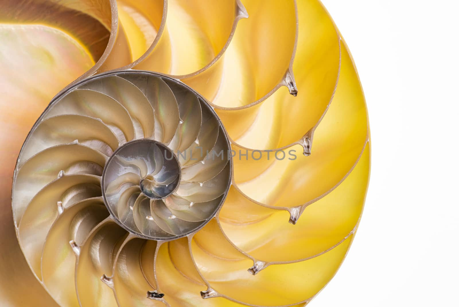 Detailed photo of a halved backlit shell of a chambered nautilus (Nautilus pompilius) shows beautiful spiral pattern. Isolated on white