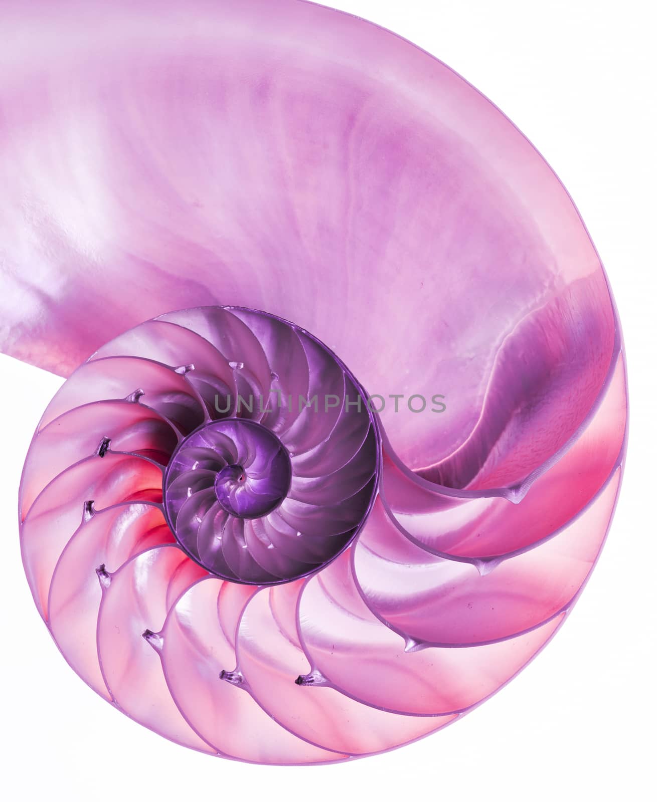 Pink detail of nautilus spiral shell by fyletto