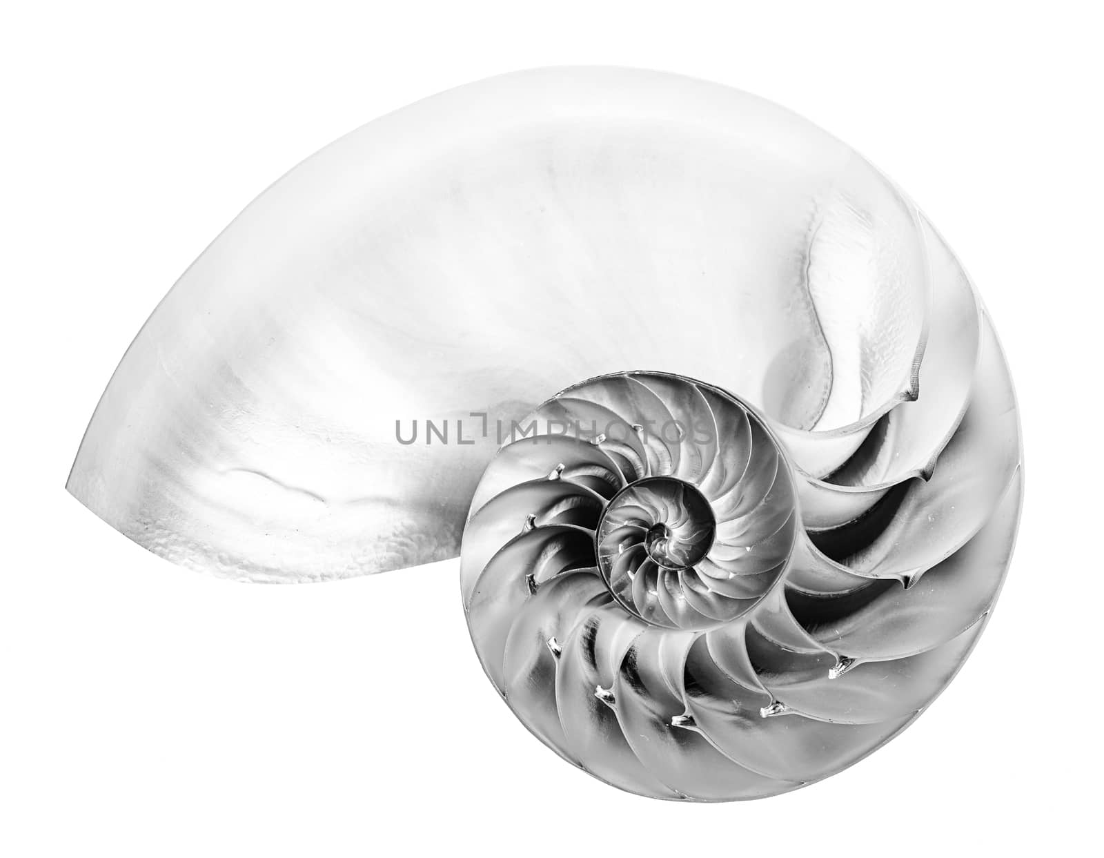 Black and white detail of nautilus spiral shell by fyletto