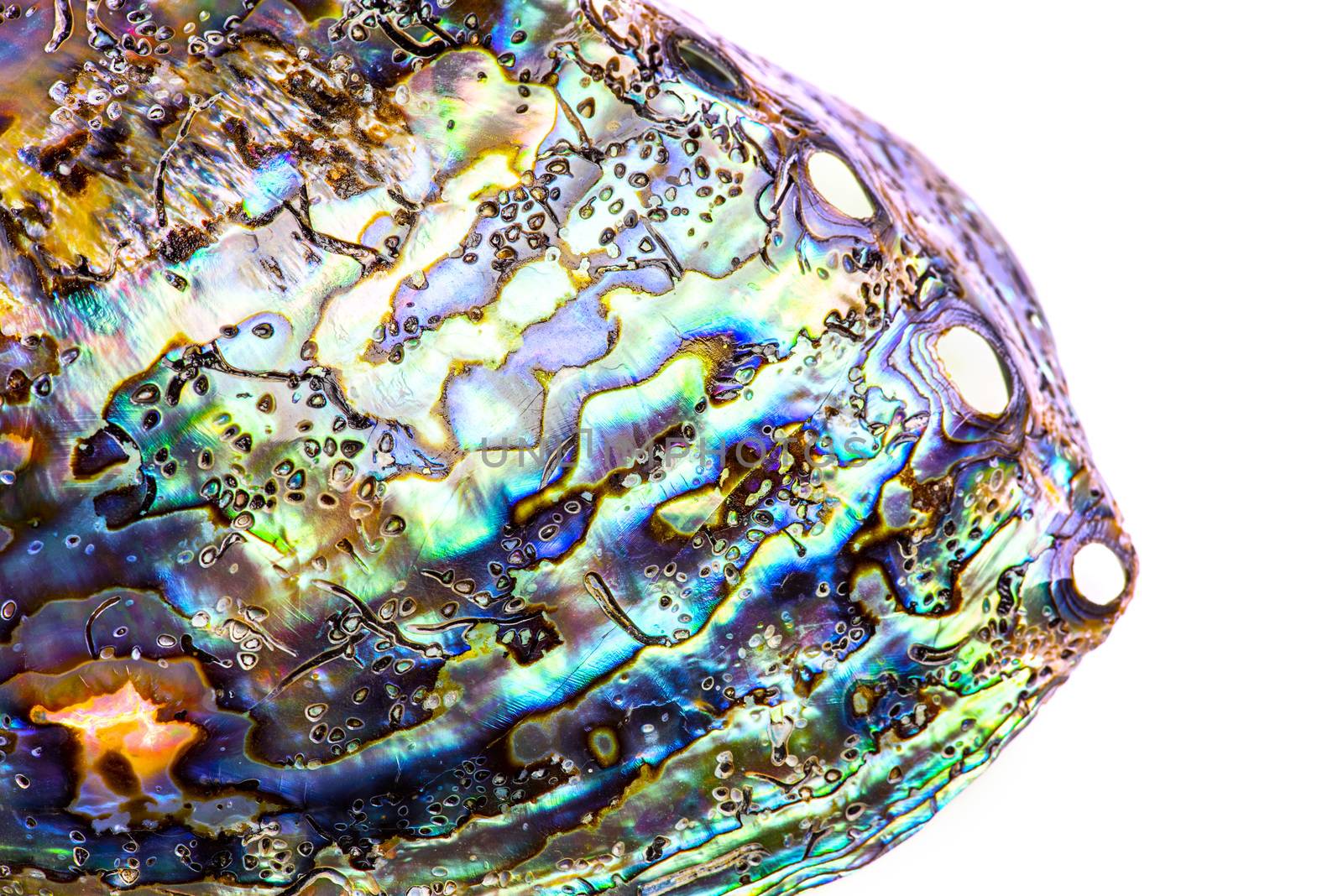 Detail of polished paua abalone shell by fyletto