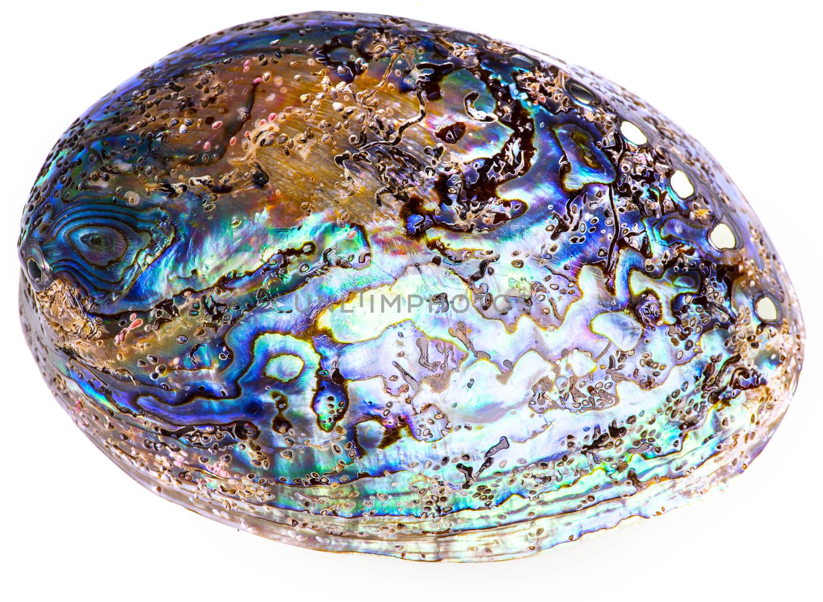 Polished paua abalone sea shell (Haliotis iris) from the New Zealand. Curves and layers are covered with vivid pearl. Isolated on white