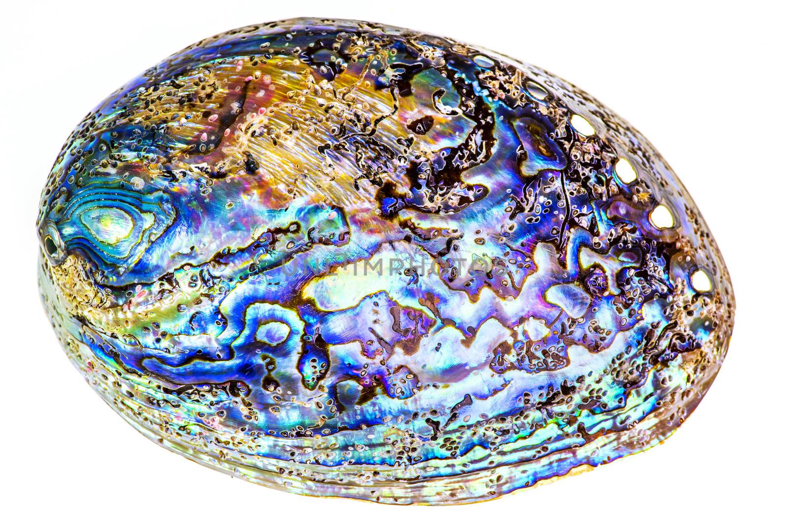 Polished paua abalone shell on white by fyletto