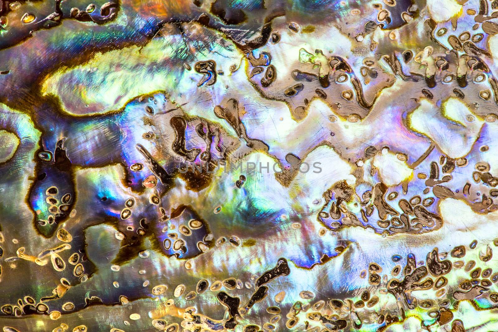 Macro of polished paua abalone sea shell (Haliotis iris) from the New Zealand. Curves and layers are covered with vivid pearl - great for background. 