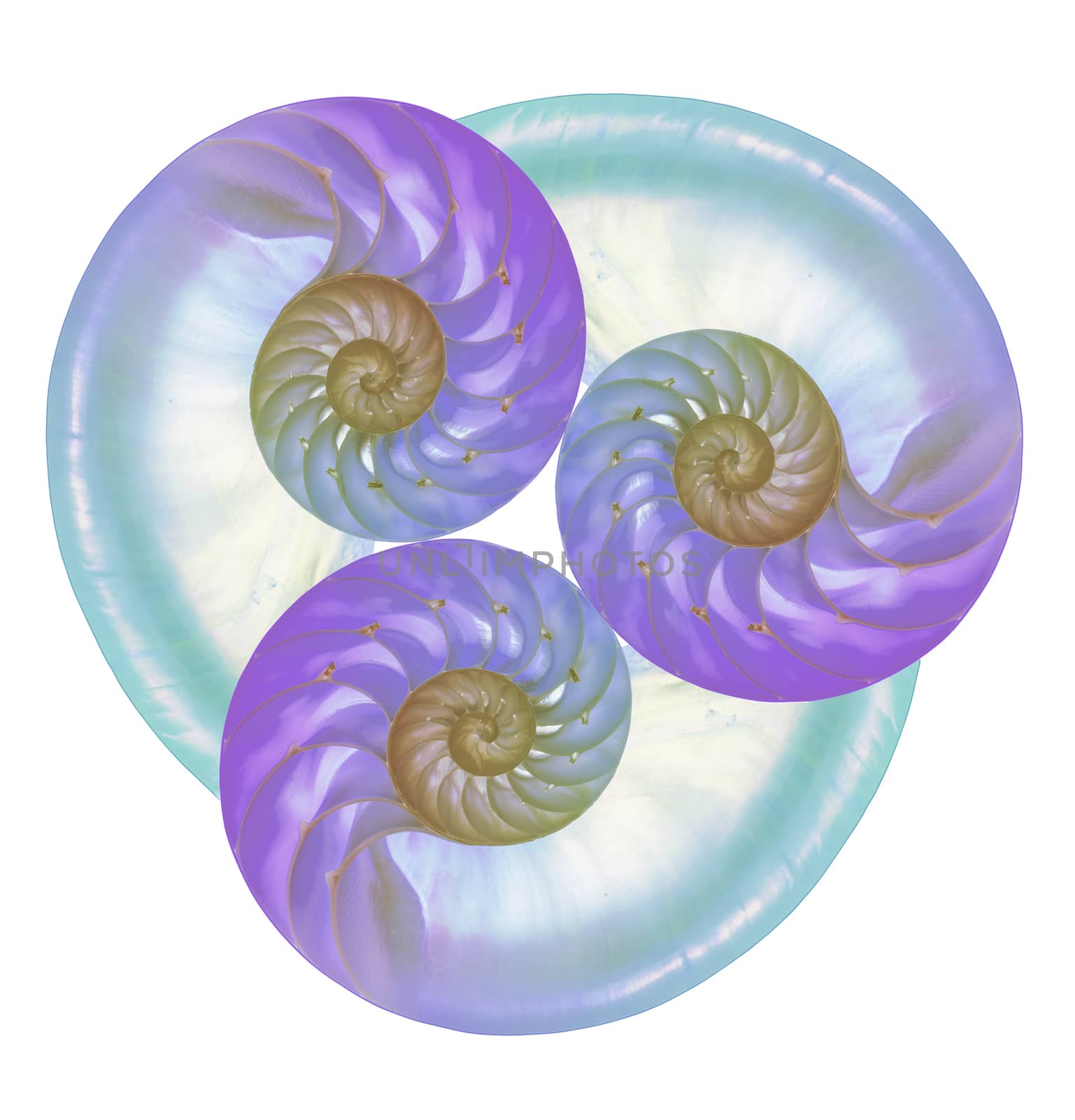 Three vivid colored blue nautilus shells combined into symmetric art object