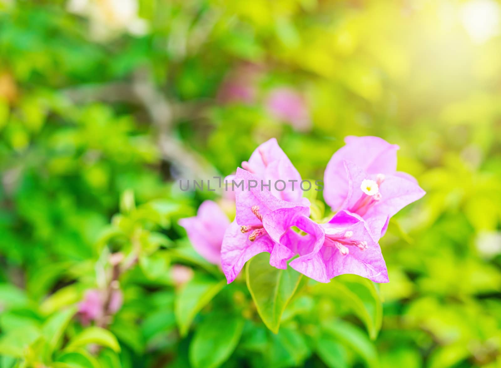 Bougainvillea pink tropical flower with green leaf and sunlight on blurred background, Macro