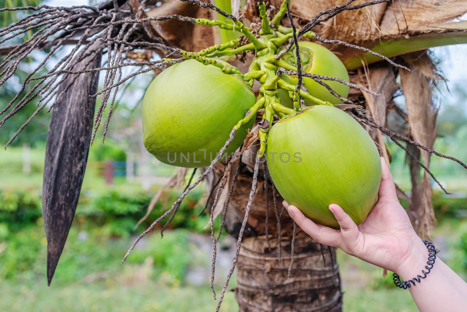Hand women with, Coconut tropical fruit, on palm tree by Suwanmanee