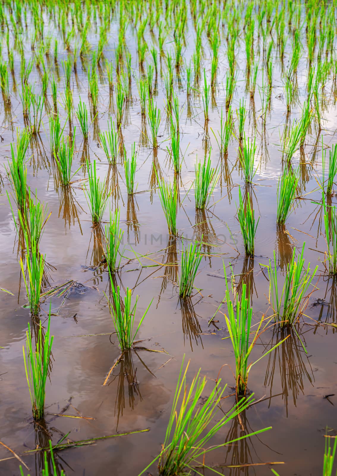 Rice seedlings are beautifully lined up in the water waiting to grow.