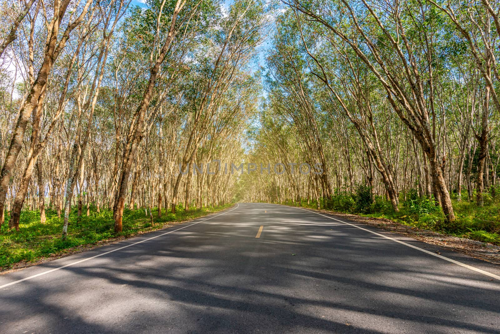 Tree tunnel, Asphalt road blurred, green leaf, of tree tunnel, sky background, Abstract road background