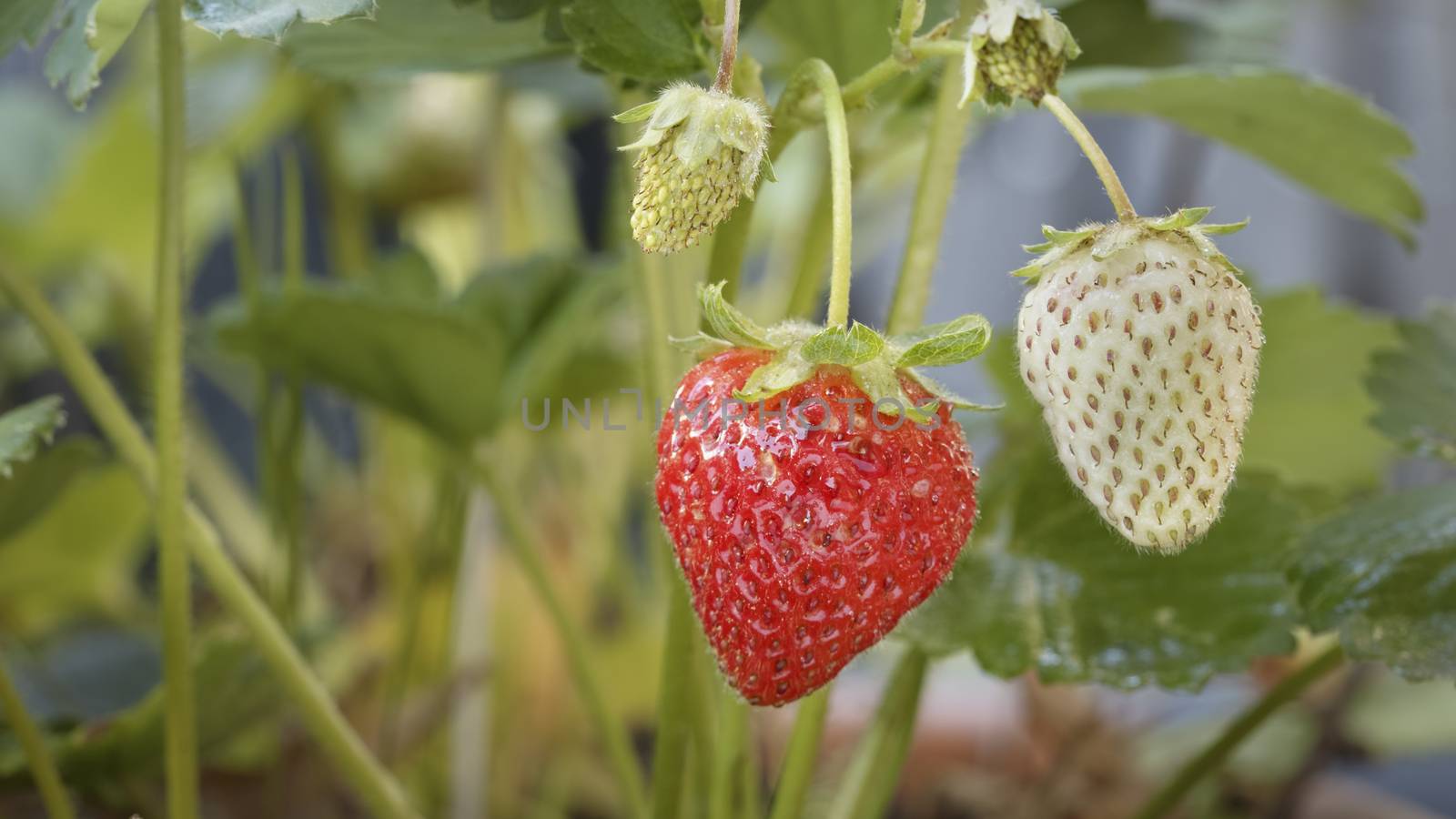 Close up of a ripe strawberry hanging from a plant with other strawberries around. Camera slides slowly right to left showing the bright red fruit.