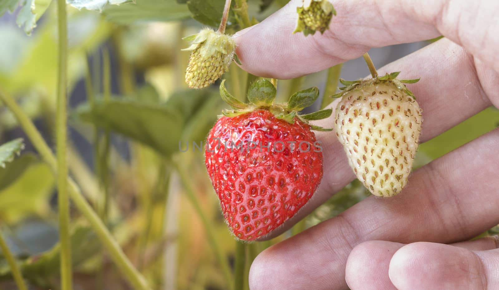 Close up of a hand holding a ripe strawberry hanging from a plant with other strawberries around