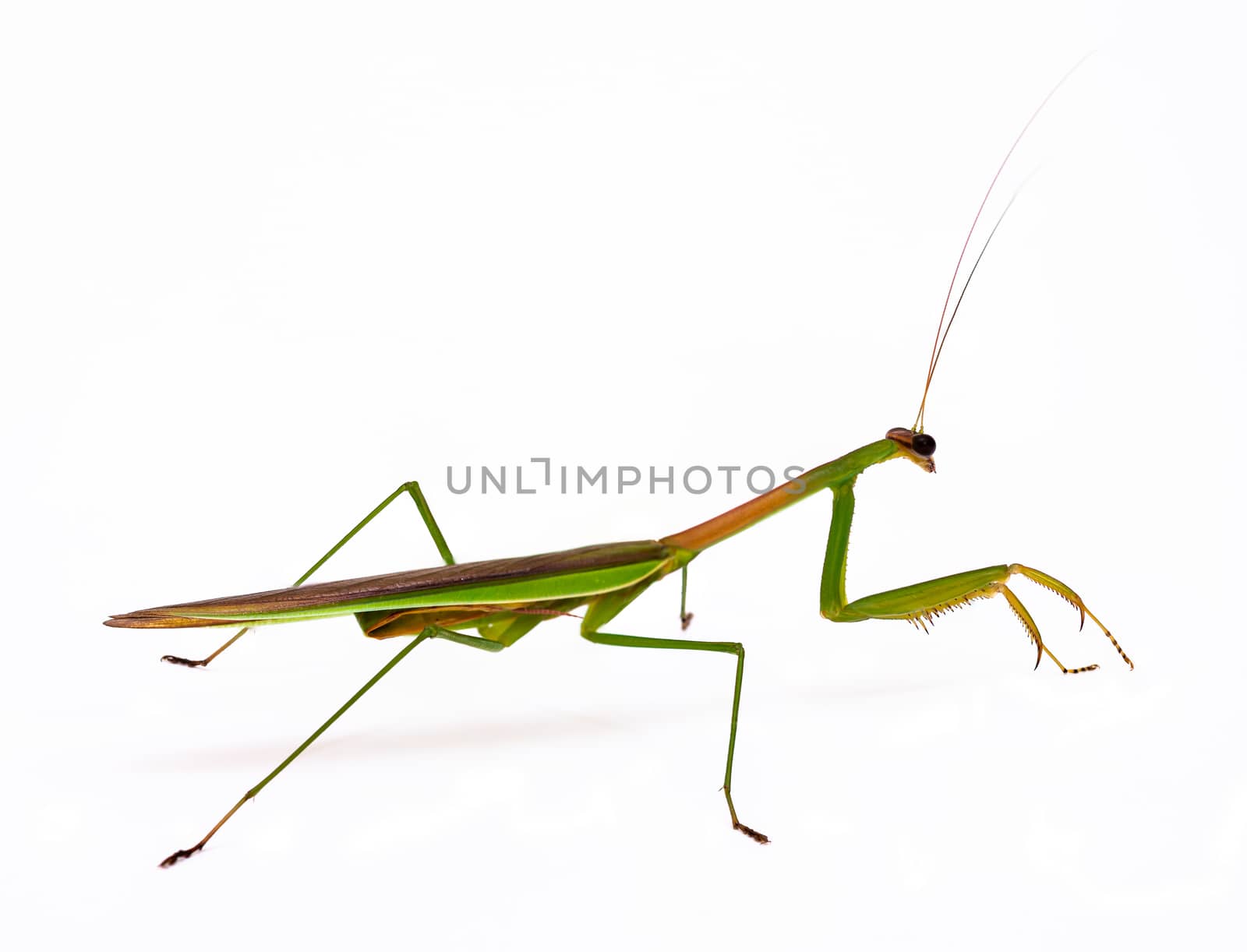 Praying mantis, Isolated on white background, Macro