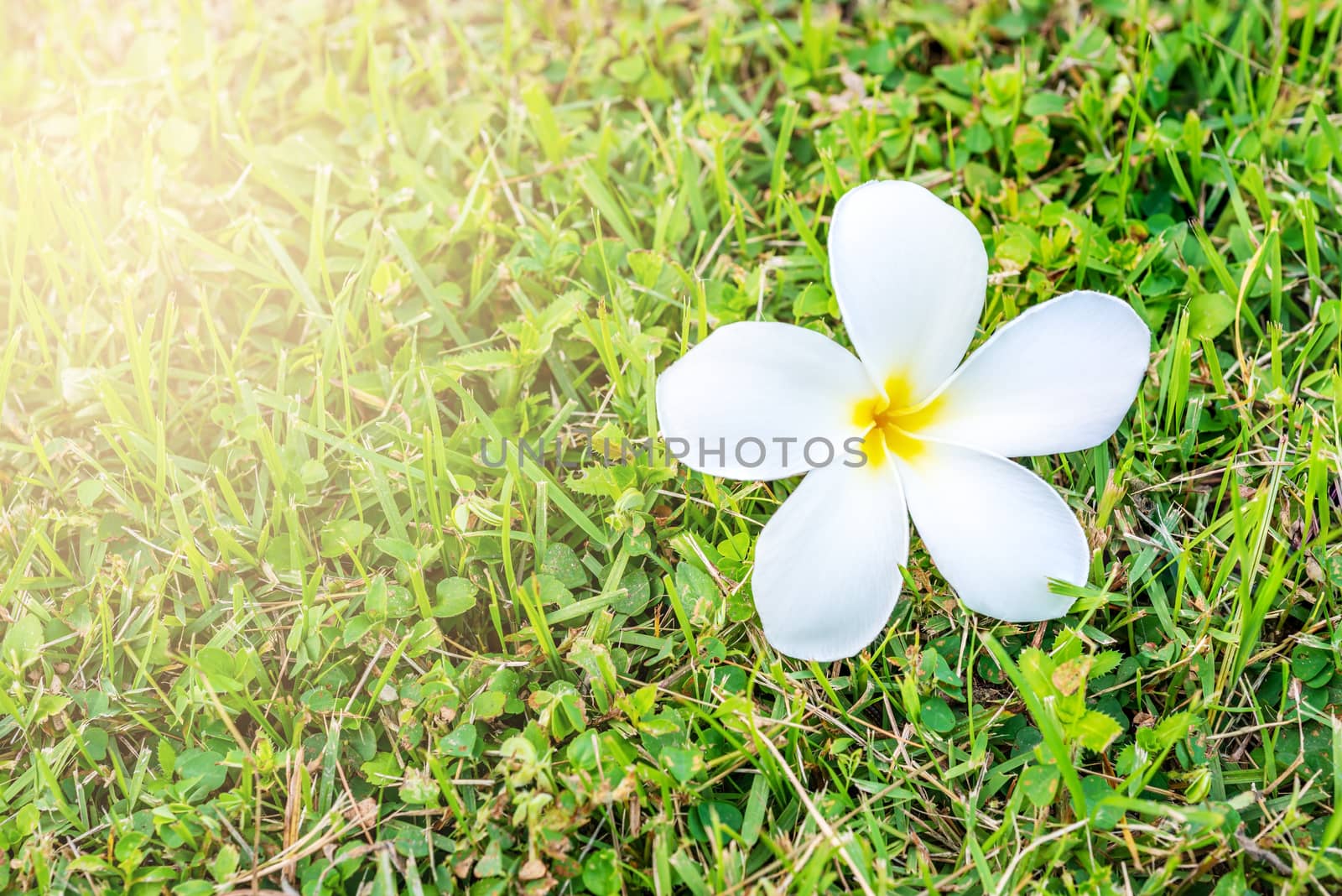 Plumeria or frangipani, White flower with sunlight in spring time, Selective focus, Macro