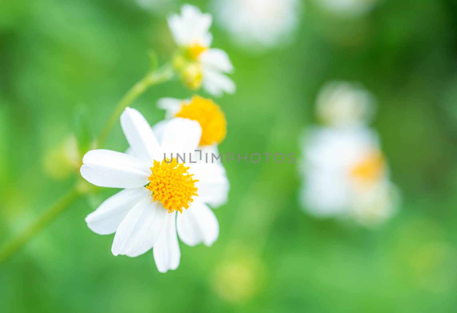 Cosmos bipinnatus is considered a half-hardy annual, Cosmos flower white on blurred background, Selective focus, Macro